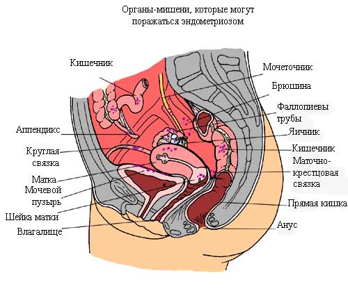 фото: анатомия женской половой системы