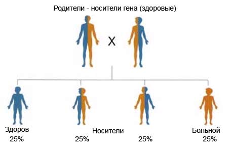 наследование муковисцидоза