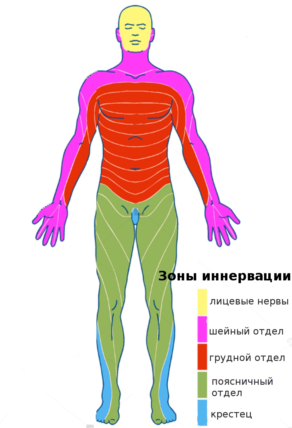 зоны иннервации соответствующих спинномозговых нервов