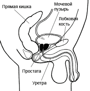 Отзывы - Свечи (суппозитории) Можно ли жевать прополис: как правильно и для