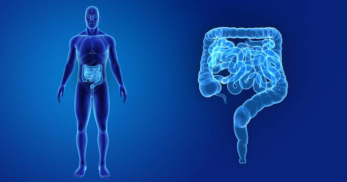 анатомия кишечник в теле человека