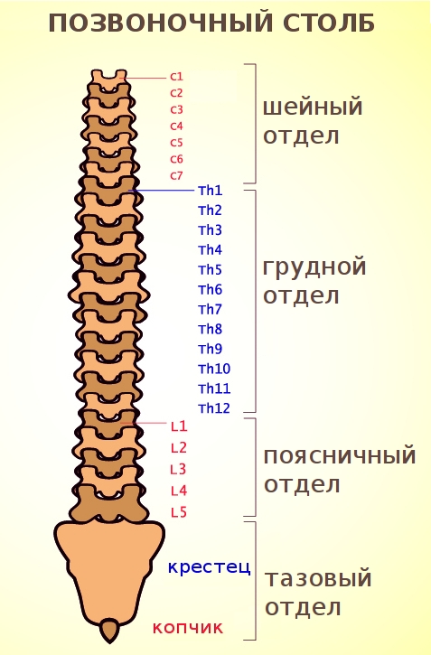 отделы позвоночника - мишени остеохондроза (шейный, грудной и пояснично-крестцовый)