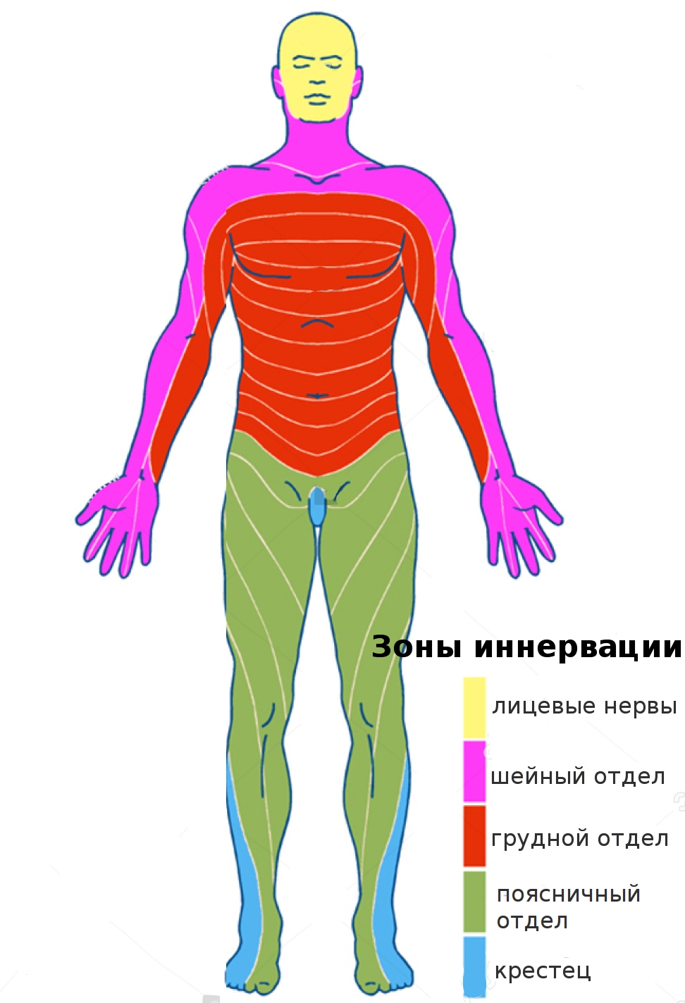 зоны иннервации при остеохондрозах