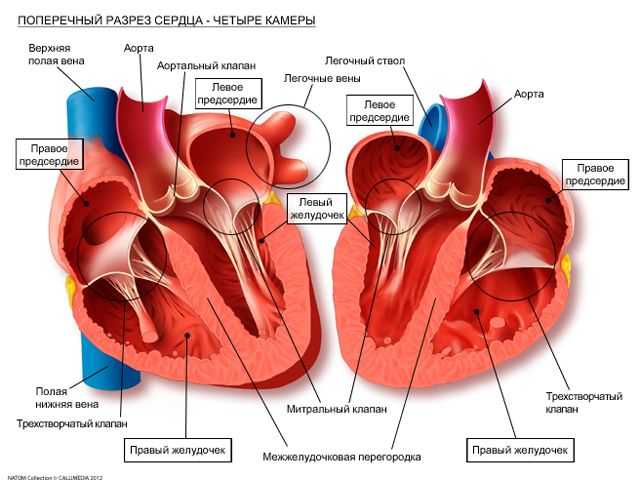 сердце в разрезе для лучшего понимания механизмов образования аритмий