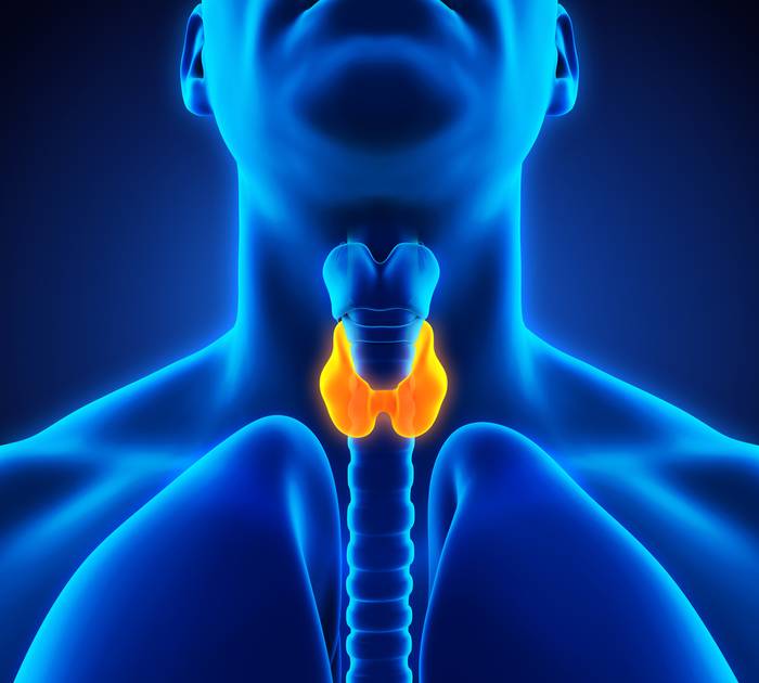 щитовидная железа - орган, поражаемый при гипотиреозе