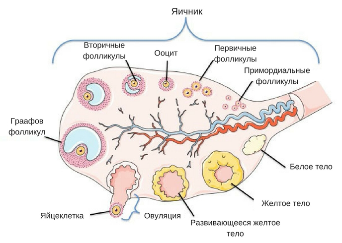 строение яичника